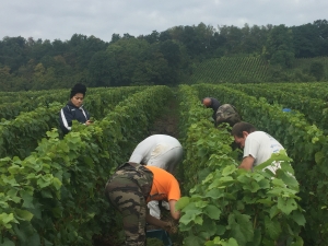photo de l'actualité Vendanges 2016